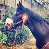 Grand Prix erfolgreich: Starlet von Alter Fritz x Kostolany