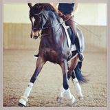 Grand Prix erfolgreich: Starlet von Alter Fritz x Kostolany