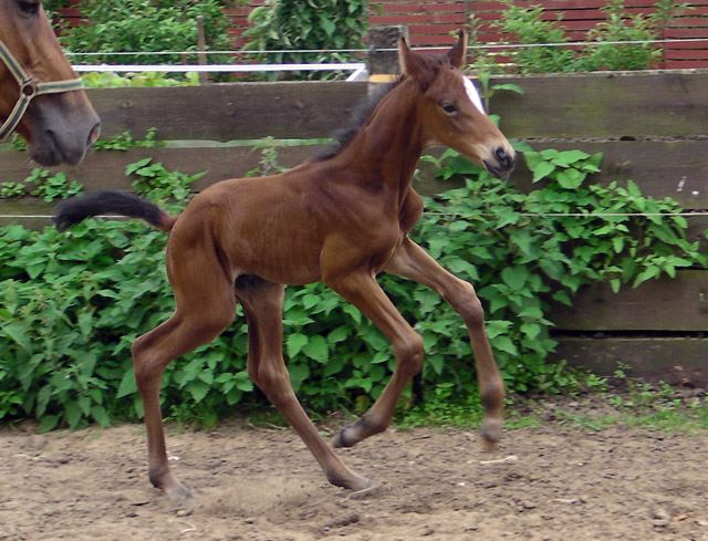 Trakehner Hengstfohlen von Oliver Twist x Hoftnzer - Foto: Anja Wlber