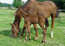 Hengstfohlen von Oliver Twist u.d. Kalamaika v. Hoftnzer- Foto Wlber