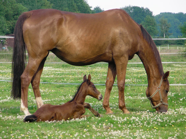 Trakehner Hengstfohlen von Oliver Twist x Hoftnzer - Foto: Anja Wlber