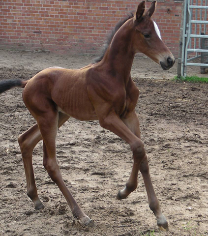 Trakehner Hengstfohlen von Oliver Twist x Hoftnzer - Foto: Anja Wlber