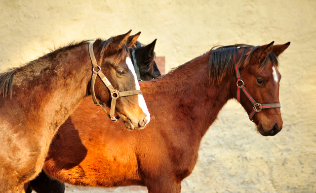 Jhrlingshengste - Trakehner Gestt Hmelschenburg - 14. Januar 2018 - Foto: Beate Langels