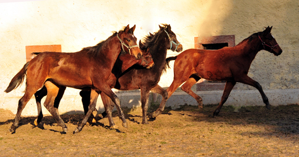 Jhrlingshengste - Trakehner Gestt Hmelschenburg - 14. Januar 2018 - Foto: Beate Langels