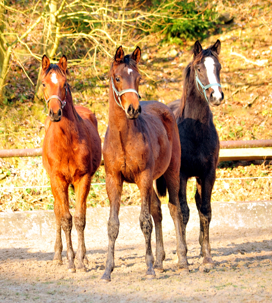 Unsere Jhrlingshengste - Trakehner Gestt Hmelschenburg 14. Januar 2018 - Foto: Beate Langels