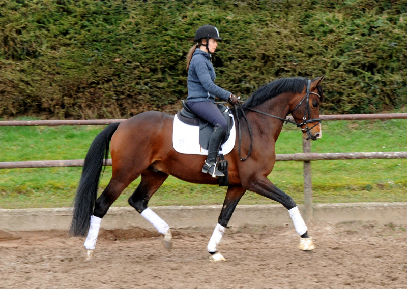 Trakehner Hengst High Quality von Saint Cyr u.d. Hanna von Summertime - Foto: Beate Langels Gestt Hmelschenburg