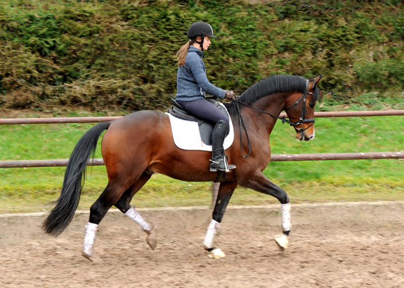 Trakehner Hengst High Quality von Saint Cyr u.d. Hanna von Summertime - Foto: Beate Langels Gestt Hmelschenburg