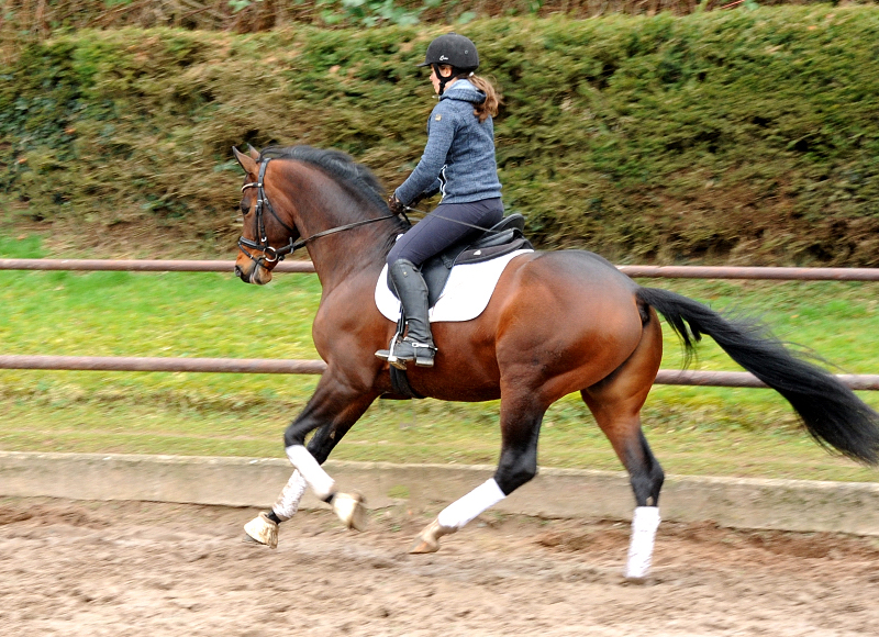 Trakehner Hengst High Quality von Saint Cyr u.d. Hanna von Summertime - Foto: Beate Langels Gestt Hmelschenburg