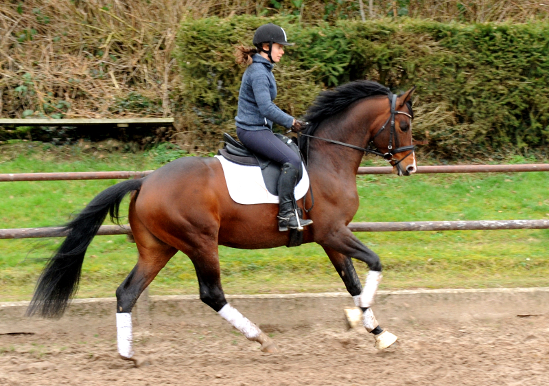 Trakehner Hengst High Quality von Saint Cyr u.d. Hanna von Summertime - Foto: Beate Langels Gestt Hmelschenburg