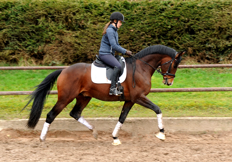 Trakehner Hengst High Quality von Saint Cyr u.d. Hanna von Summertime - Foto: Beate Langels Gestt Hmelschenburg