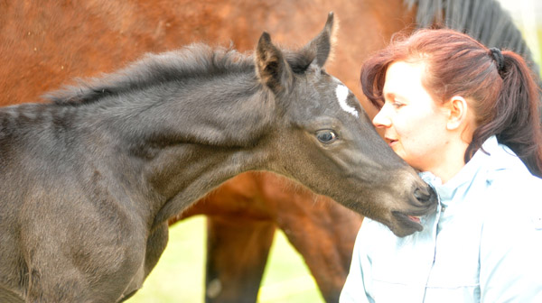 2,5 Tage alt: Trakehner Rapphengst von Saint Cyr u.d. Rubina v. Tycoon - Foto: Beate Langels - Trakehner Gestt Hmelschenburg