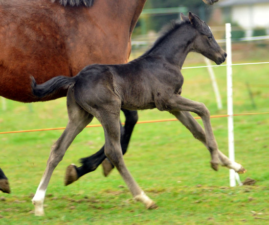 2,5 Tage alt: Trakehner Rapphengst von Saint Cyr u.d. Rubina v. Tycoon - Foto: Beate Langels - Trakehner Gestt Hmelschenburg