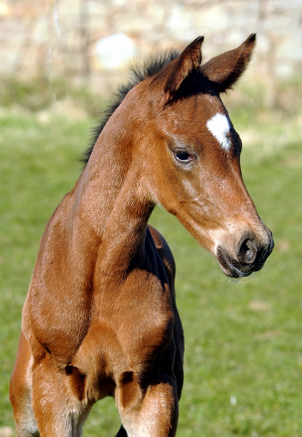 Hengstfohlen von High Motion u.d. Schwalbenlicht v. Imperio - Trakehner Gestt Hmelschenburg - Beate Langels