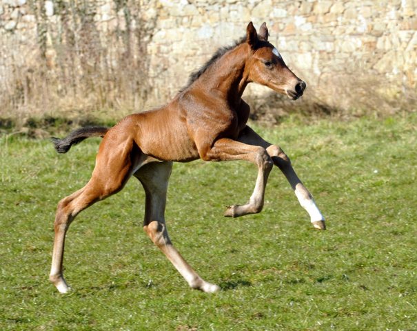 Hengstfohlen von High Motion u.d. Schwalbenlicht v. Imperio - Trakehner Gestt Hmelschenburg - Beate Langels