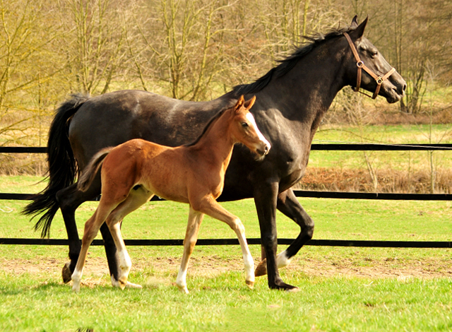 Hengstfohlen von High Motion u.d. Pr.u.StPrSt. vittoria v. Exclusiv - 14. Mrz 2017 - Trakehner Gestt Hmelschenburg - Foto: Beate Langels