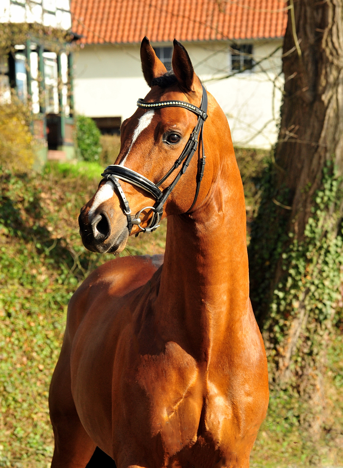 High Motion von Saint Cyr und Vera Nass - Trakehner Gestt Hmelschenburg - Beate Langels - Foto: Beate Langels