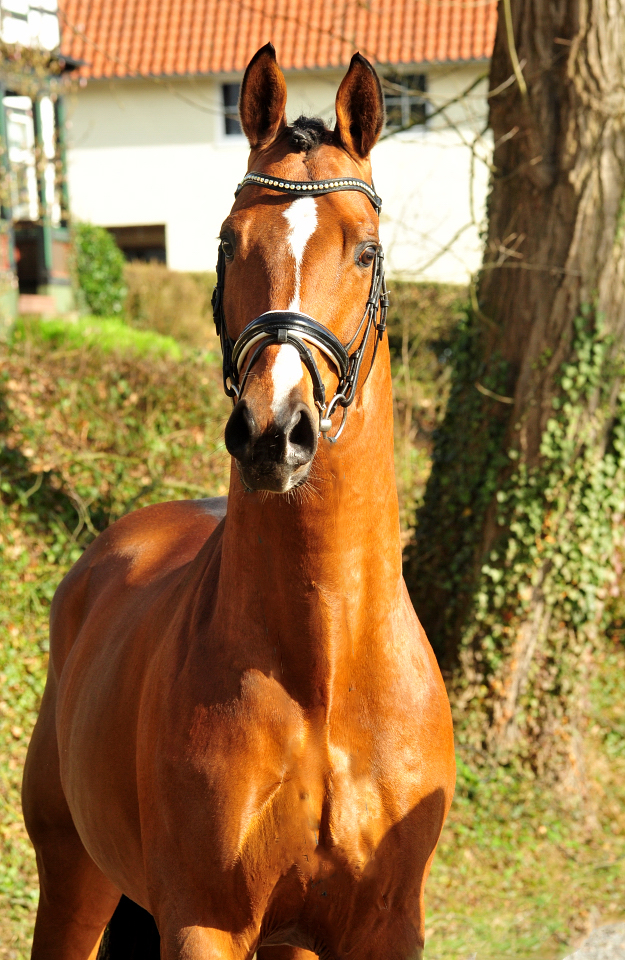 High Motion von Saint Cyr und Vera Nass - Trakehner Gestt Hmelschenburg - Beate Langels - Foto: Beate Langels