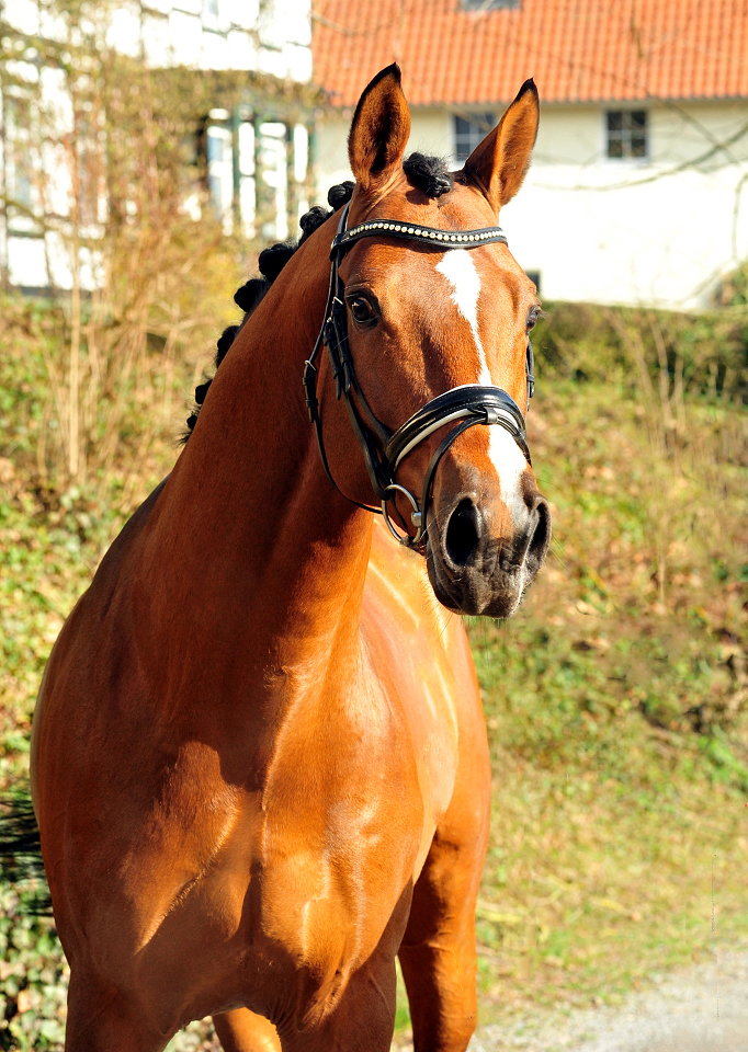 High Motion von Saint Cyr und Vera Nass - Trakehner Gestt Hmelschenburg - Beate Langels - Foto: Beate Langels