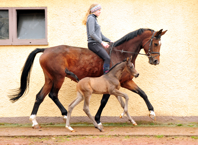Schwalbenland und ihr Sohn von Saint Cyr am 14. Mrz 2021 - Foto: Beate Langels - 
Trakehner Gestt Hmelschenburg