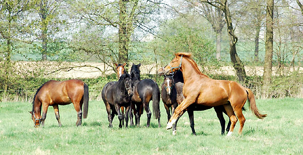 Weideaustrieb der zweijhrigen Junghengste im Trakehner Gestt Hmelschenburg