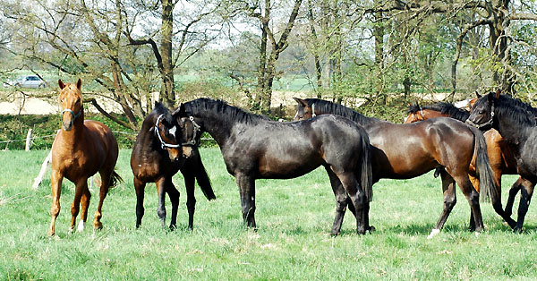 Weideaustrieb der zweijhrigen Junghengste im Trakehner Gestt Hmelschenburg