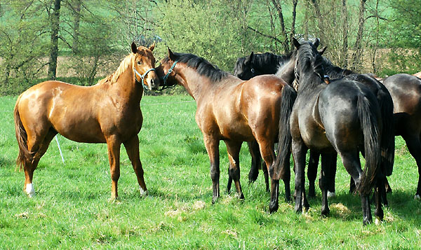 Weideaustrieb der zweijhrigen Junghengste im Trakehner Gestt Hmelschenburg