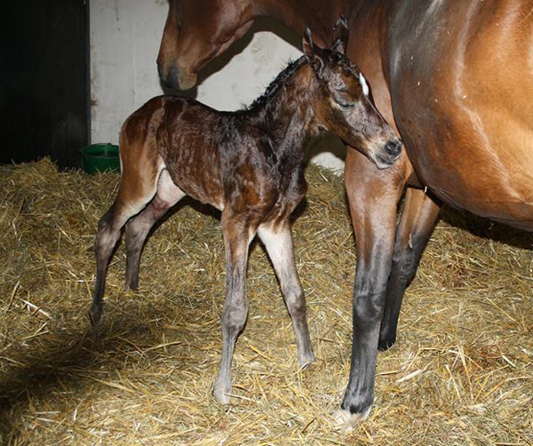 Trakehner Hengstfohlen von Freudenfest u.d. Garnet v. Aristo  - Foto: Dagmar Hoffmann
