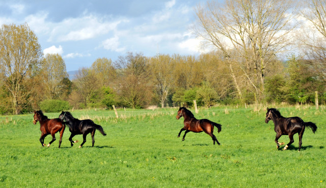 Die zweijhrigen Hengste genieen die Weidesaison 2014 - Foto: Beate Langels