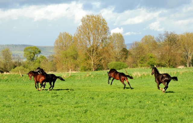 Die zweijhrigen Hengste genieen die Weidesaison 2014 - Foto: Beate Langels