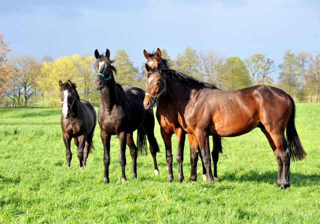 Die zweijhrigen Hengste genieen die Weidesaison 2014 - Foto: Beate Langels