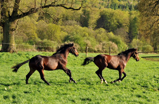 Die zweijhrigen Hengste genieen die Weidesaison 2014 - Foto: Beate Langels