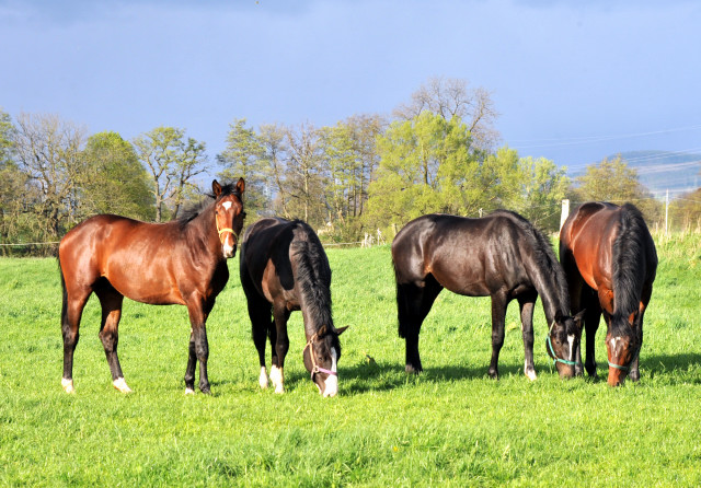 Die zweijhrigen Hengste genieen die Weidesaison 2014 - Foto: Beate Langels