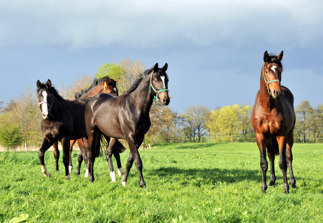 Die zweijhrigen Hengste genieen die Weidesaison 2014 - Foto: Beate Langels