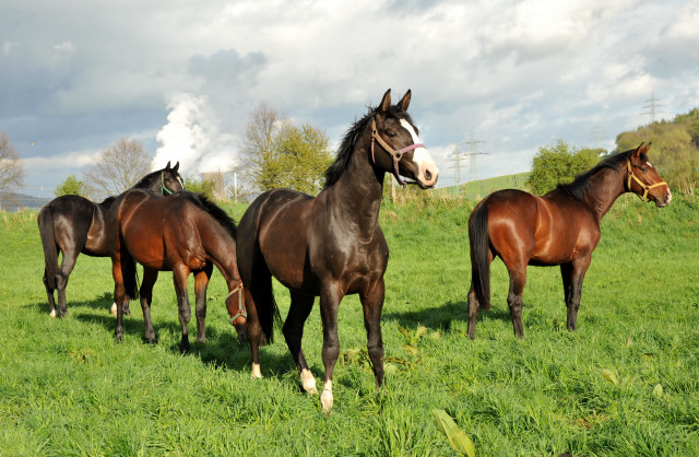 Die zweijhrigen Hengste genieen die Weidesaison 2014 - Foto: Beate Langels