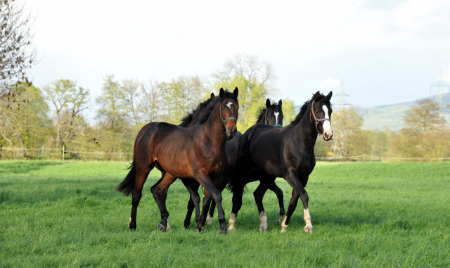 Die zweijhrigen Hengste genieen die Weidesaison 2014 - Foto: Beate Langels