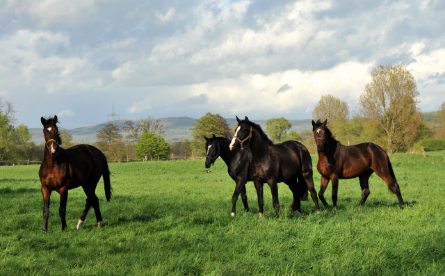 Die zweijhrigen Hengste genieen die Weidesaison 2014 - Foto: Beate Langels
