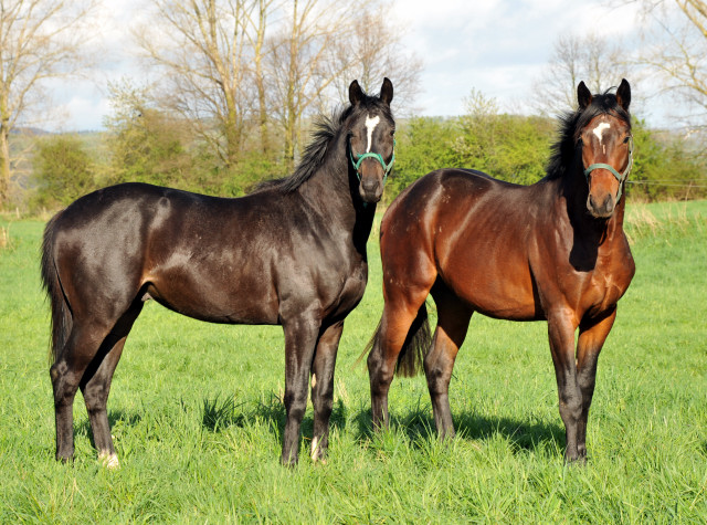 Die zweijhrigen Hengste genieen die Weidesaison 2014 - Foto: Beate Langels