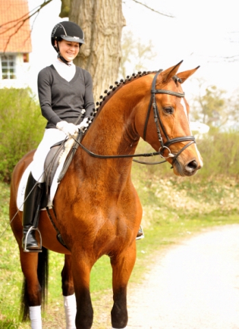 High Motion von Saint Cyr und Stephanie Leuenberger - Foto Beate Langels - Gestt Hmelschenburg