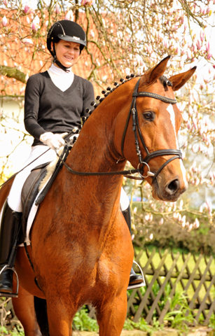 High Motion von Saint Cyr und Stephanie Leuenberger - Foto Beate Langels - Gestt Hmelschenburg