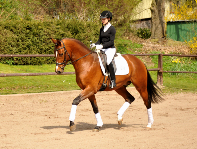 High Motion von Saint Cyr und Stephanie Leuenberger - Foto Beate Langels - Gestt Hmelschenburg