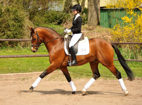 High Motion von Saint Cyr und Stephanie Leuenberger - Foto Beate Langels - Gestt Hmelschenburg
