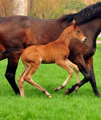 Trakehner Stutfohlen Schwalbe's Beauty von High Motion x Imperio - Beate Langels Gestt Hmelschenburg