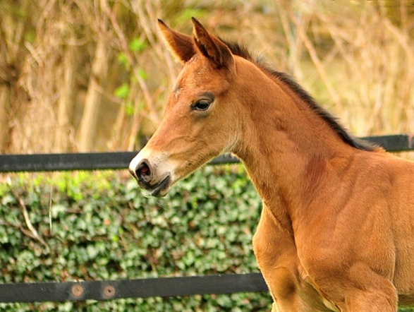 Trakehner Stutfohlen Schwalbe's Beauty von High Motion x Imperio - Beate Langels Gestt Hmelschenburg