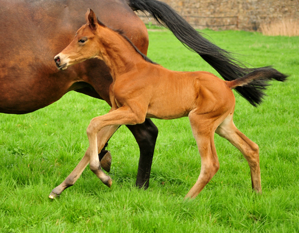 Trakehner Stutfohlen Schwalbe's Beauty von High Motion x Imperio - Beate Langels Gestt Hmelschenburg