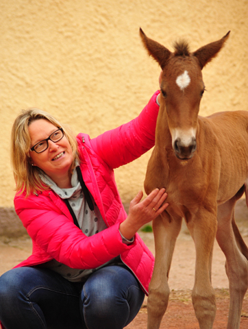 Trakehner Filly by out of Pr.u.StPrSt. Vittoria by Exclusiv- Trakehner Gestt Hmelschenburg - Foto: Beate Langels - 
Trakehner Gestt Hmelschenburg
