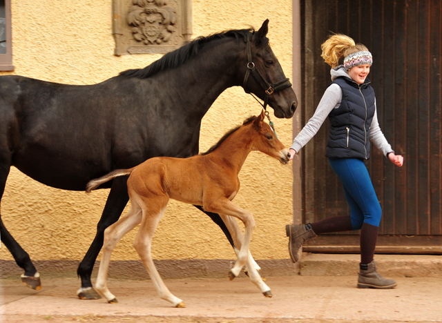Trakehner Filly by out of Pr.u.StPrSt. Vittoria by Exclusiv- Trakehner Gestt Hmelschenburg - Foto: Beate Langels - 
Trakehner Gestt Hmelschenburg