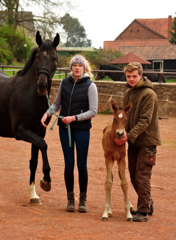 Trakehner Filly by out of Pr.u.StPrSt. Vittoria by Exclusiv- Trakehner Gestt Hmelschenburg - Foto: Beate Langels - 
Trakehner Gestt Hmelschenburg