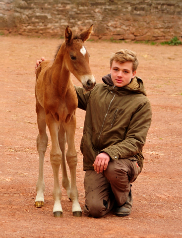 Trakehner Filly by High Motion out of Pr.u.StPrSt. Vittoria by Exclusiv- Trakehner Gestt Hmelschenburg - Foto: Beate Langels - 
Trakehner Gestt Hmelschenburg