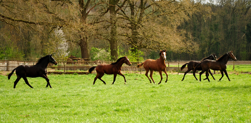 Jhrlingshengste von Saint Cyr von High Motion Mitte April 2020 in Hmelschenburg - Trakehner Gestt Hmelschenburg - Beate Langels