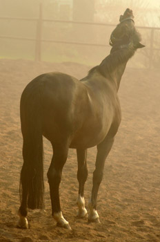 Morgenerwachen mit Exclusiv 14. April 2012 - Foto: Beate Langels - Trakehner Gestt Hmelschenburg